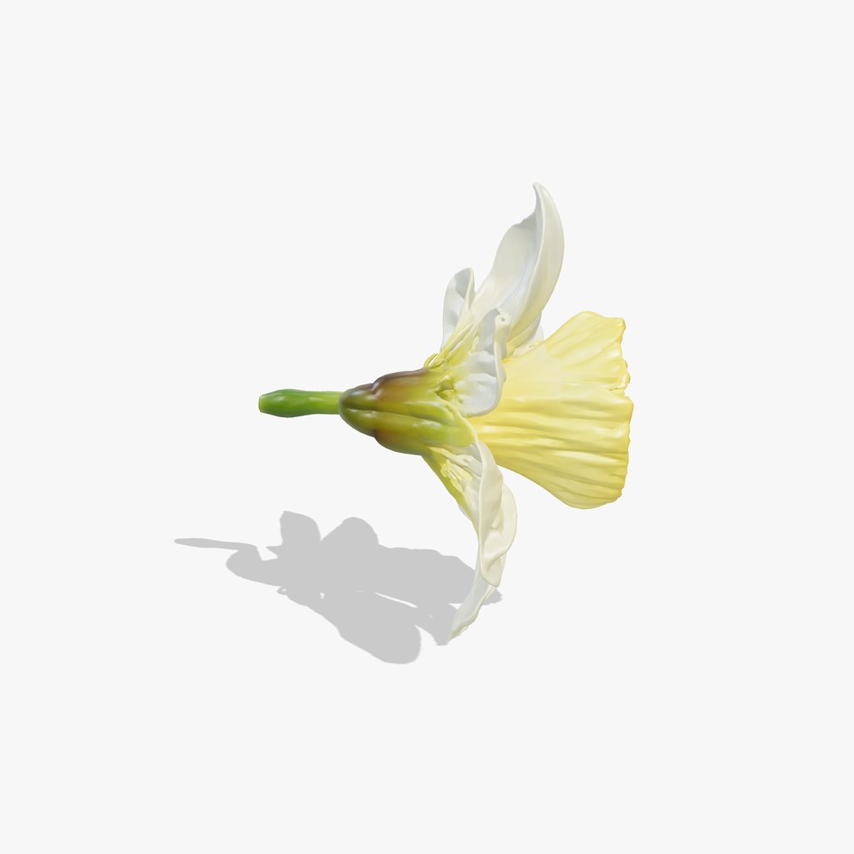 Narcissus Flower Detailed Model Pack